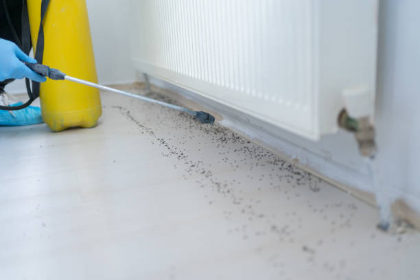 Pest Prevention Services in Halawa, HI